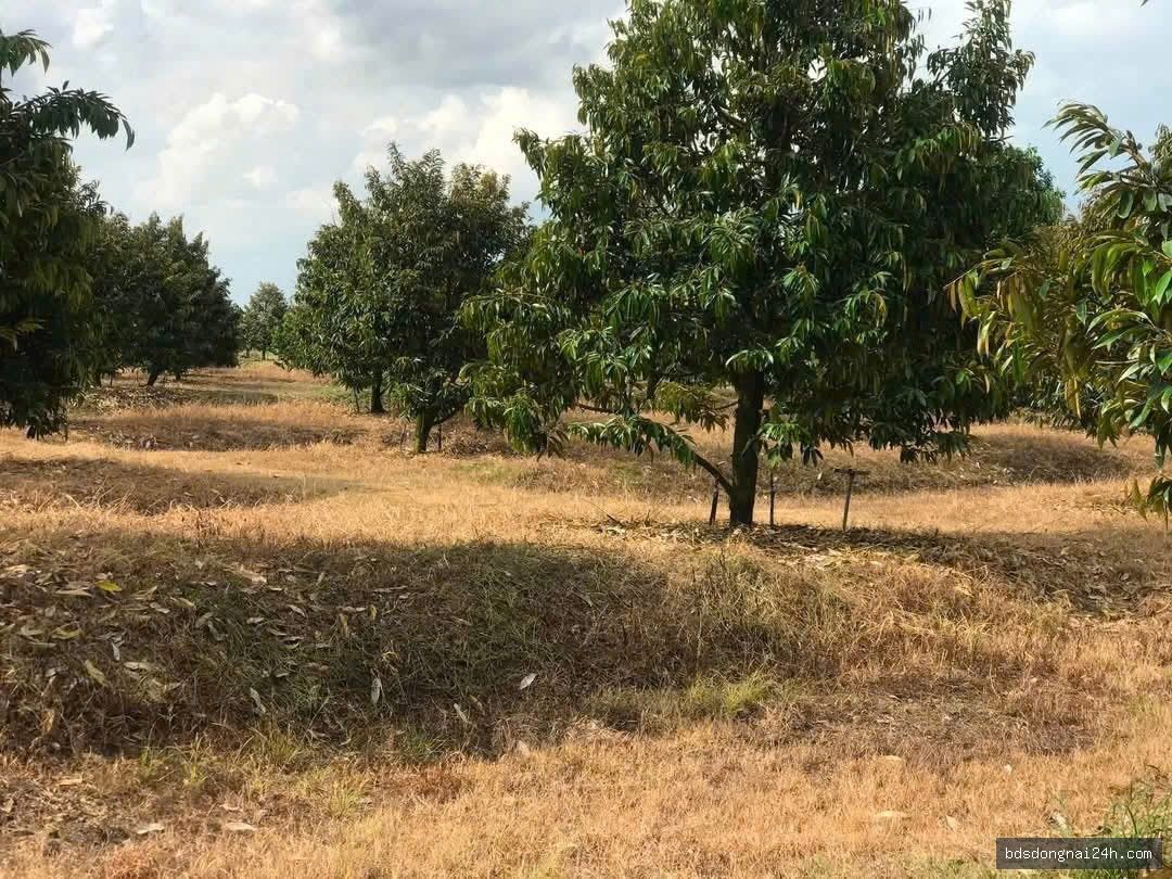 Bán biệt thự (42.600m²) - Hình ảnh 2