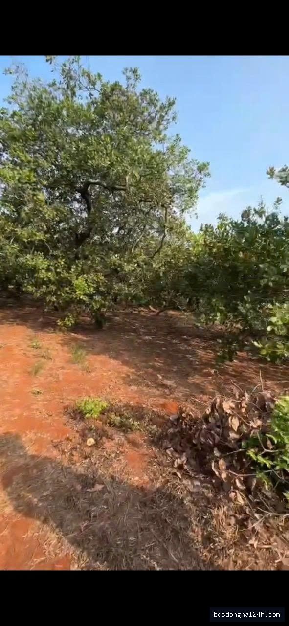 Bán bất động sản gần chợ (7383,1 m²) - Hình ảnh 4