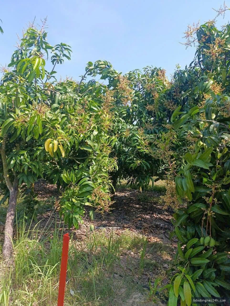 Bán bất động sản (5700m2) - Hình ảnh 2