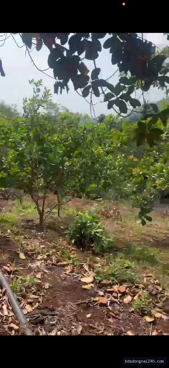 Bán bất động sản gần chợ (10952,4m²)