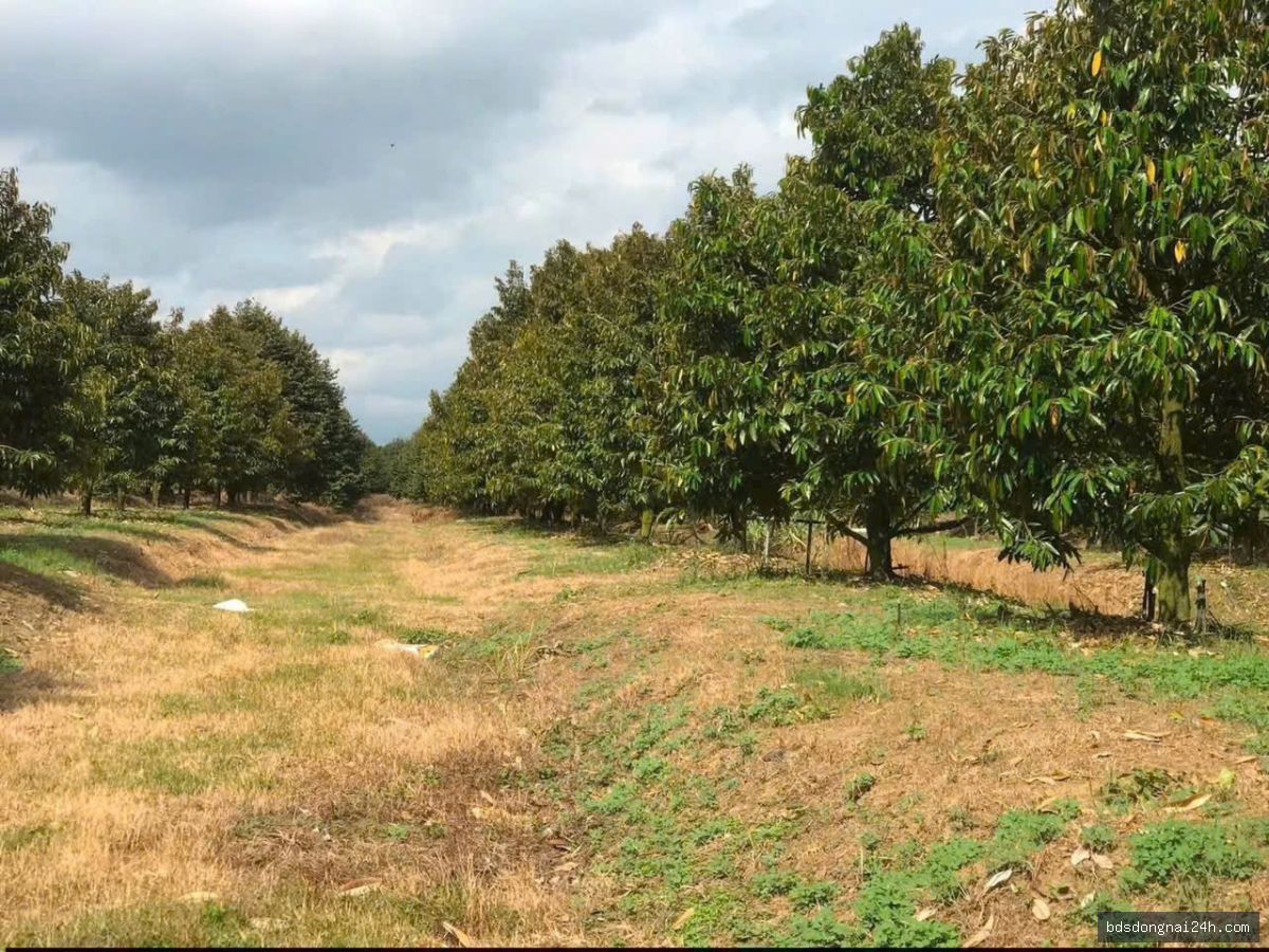 Bán biệt thự (42.600m²) - Hình ảnh 3