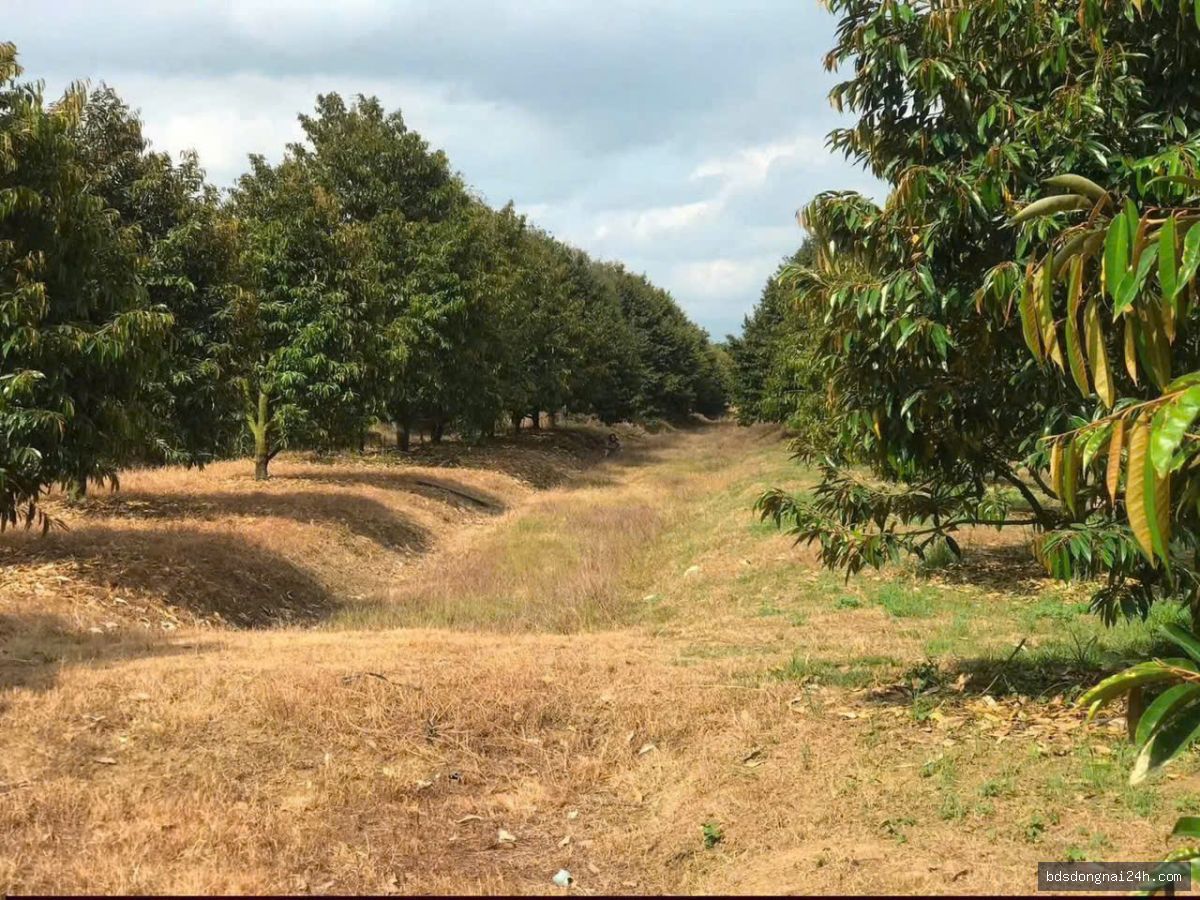 Bán biệt thự (42.600m²) - Hình ảnh 4