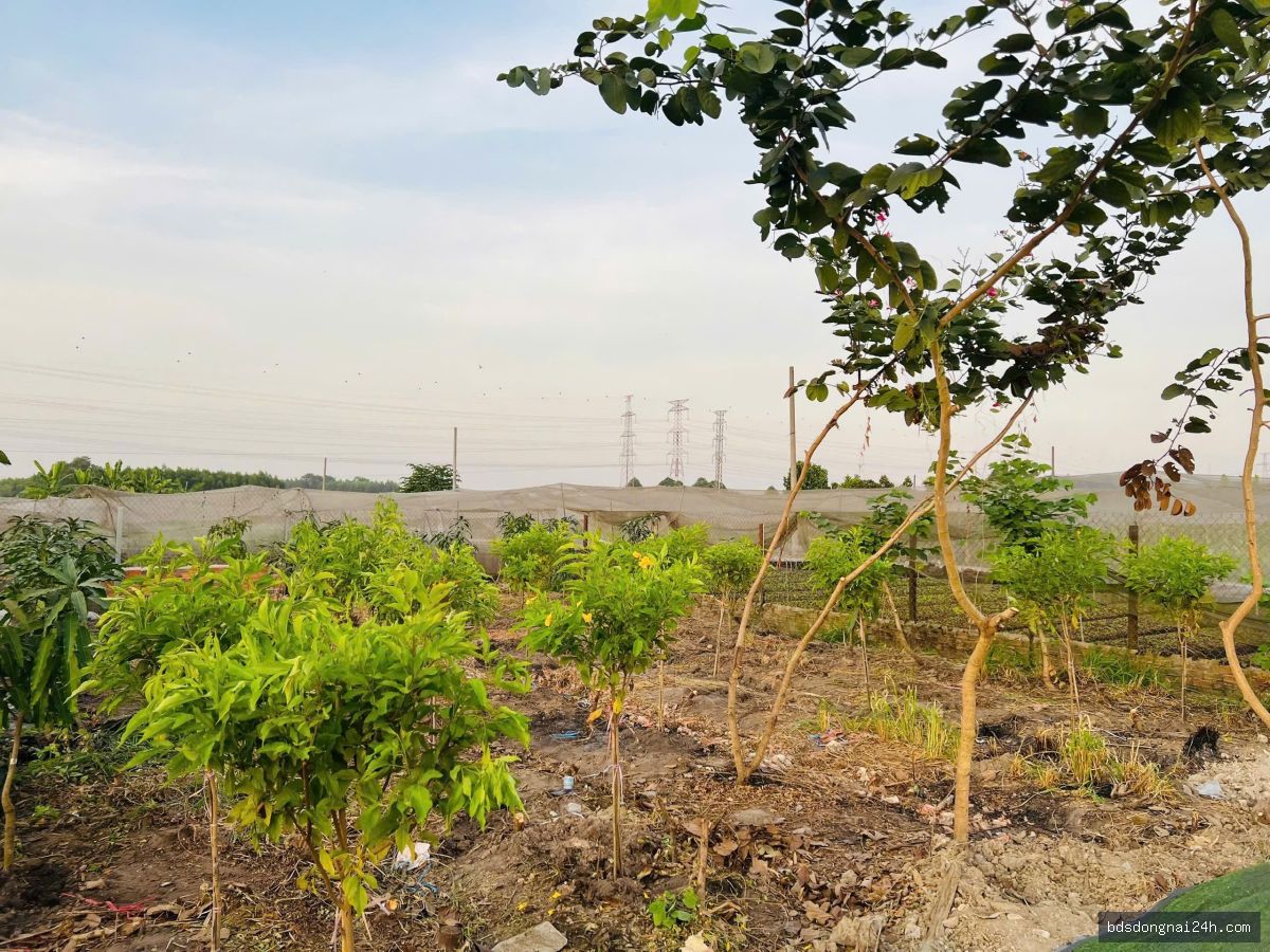 Bán biệt thự tại Trảng Dài, Biên Hòa (246M²) - Hình ảnh 3