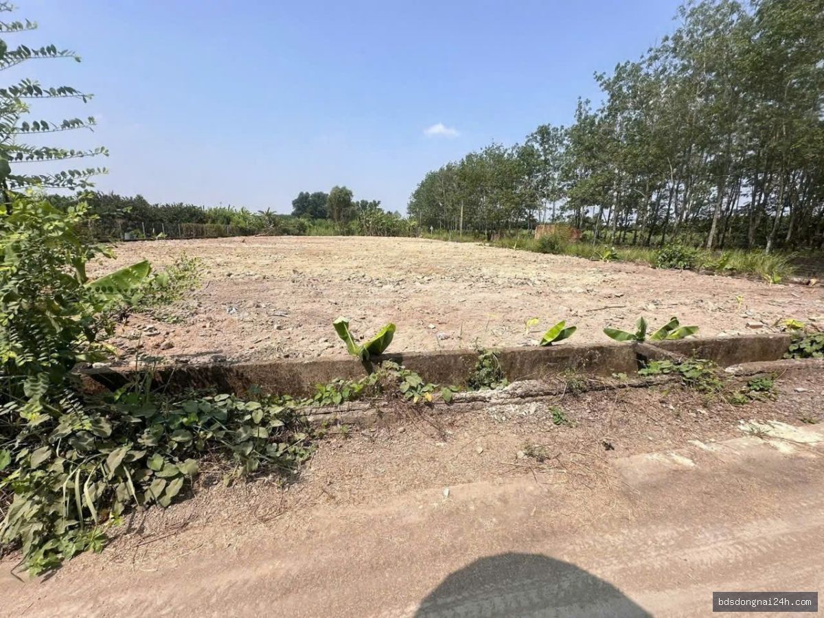 Bán đất nền, gần chợ tại Tân Triều (126m²) - Hình ảnh 2