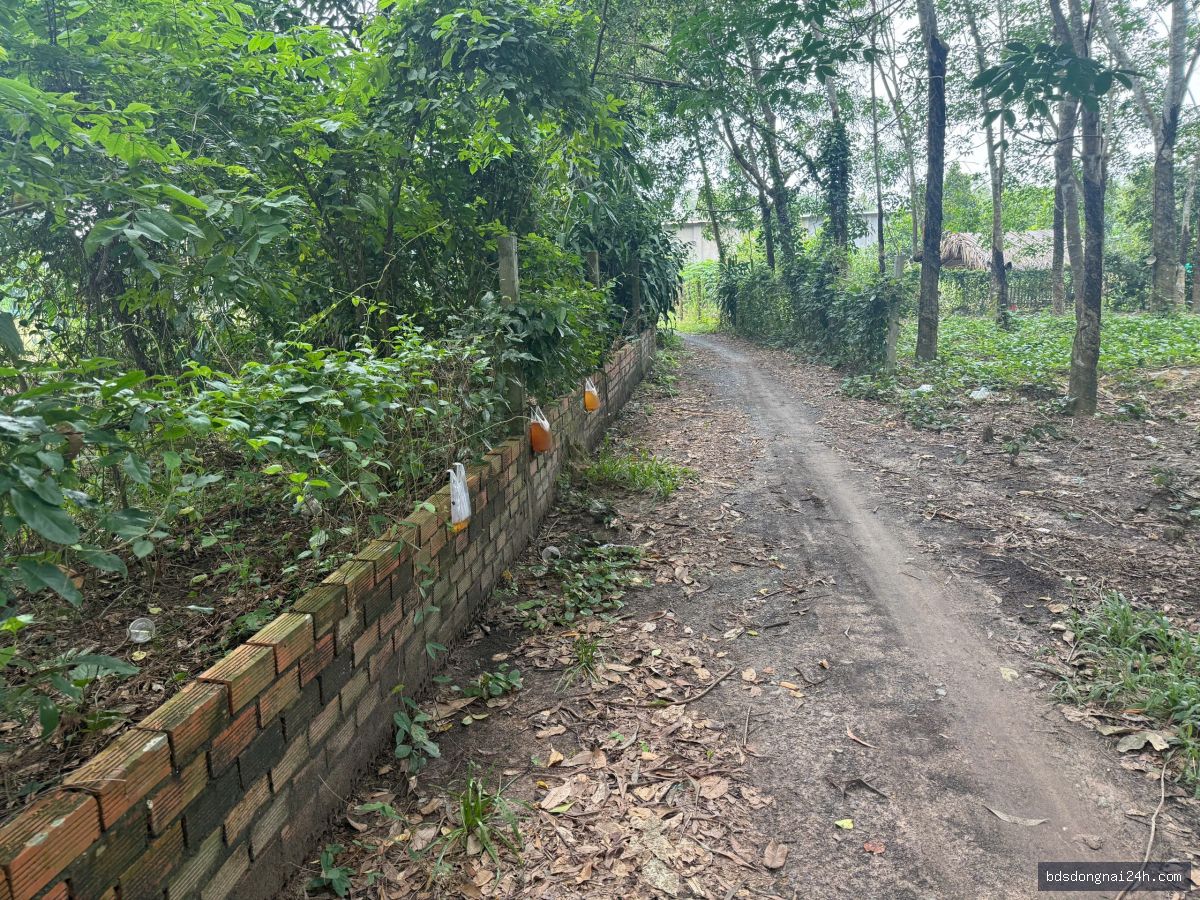 Bán biệt thự - Hình ảnh 6