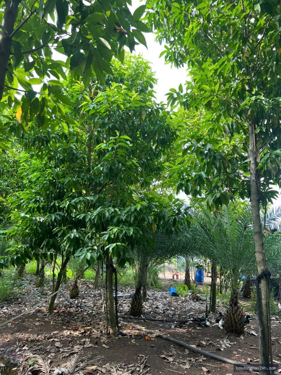 Bán nhà cấp 4 tại Long Thành (11.000m²) - Hình ảnh 10