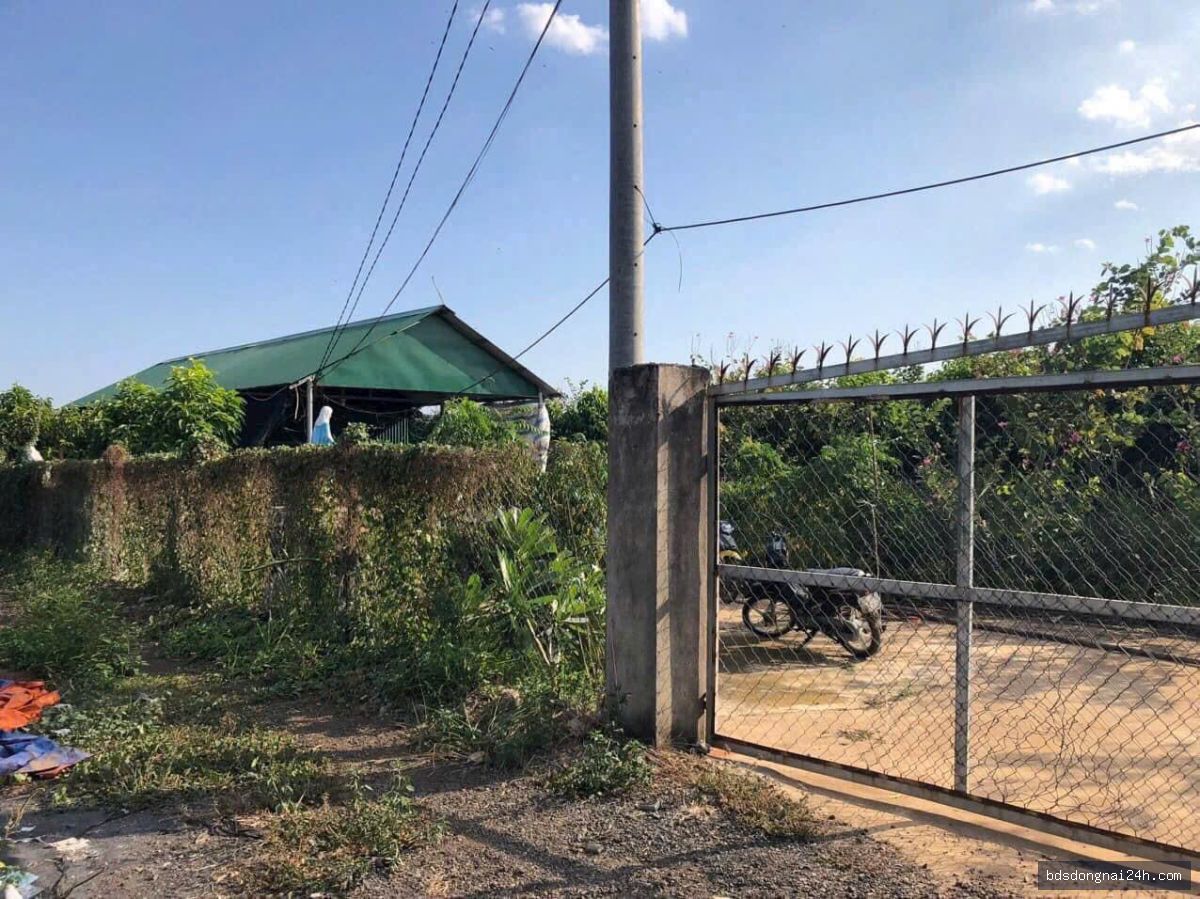 Bán nhà cấp 4 tại Long Thành (11.000m²) - Hình ảnh 7