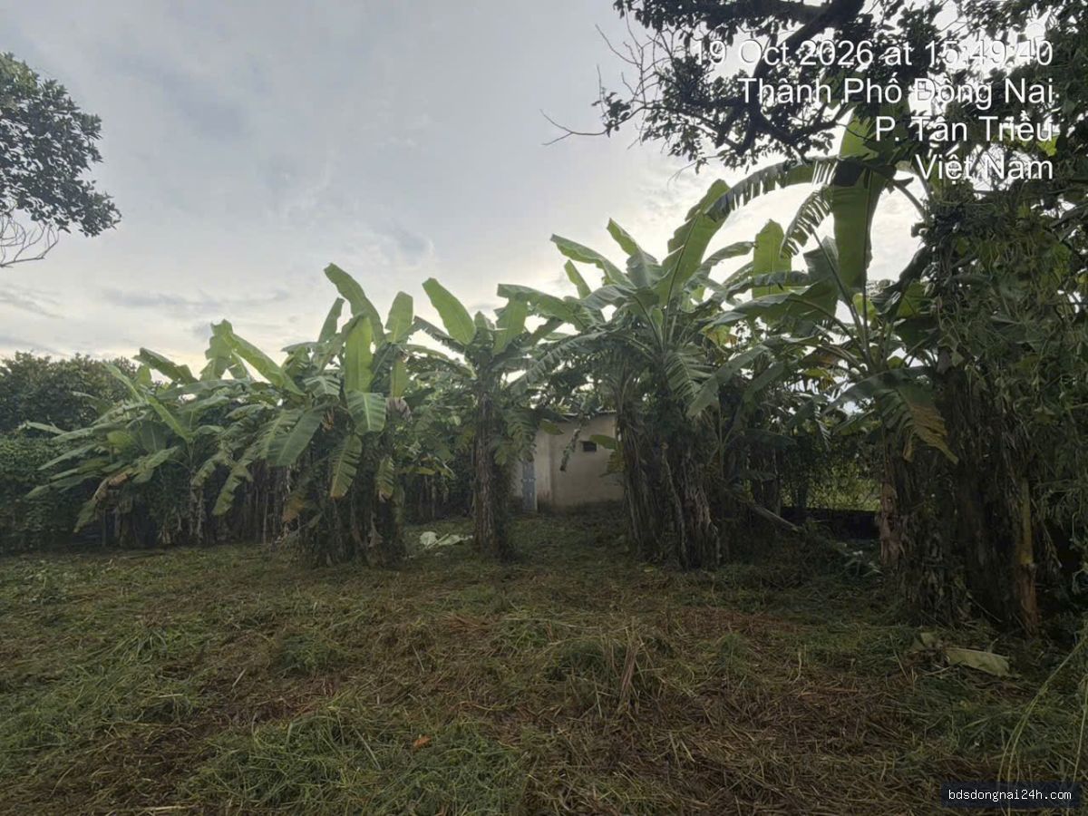 Bán bất động sản tại Tân Triều (1000m2) - Hình ảnh 6