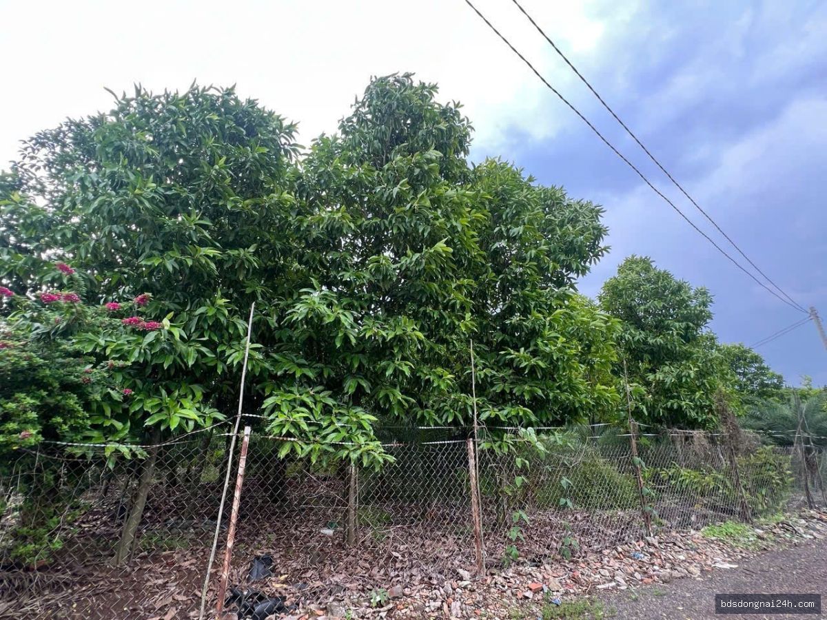 Bán bất động sản tại Long Thành (11.000m2) - Hình ảnh 5