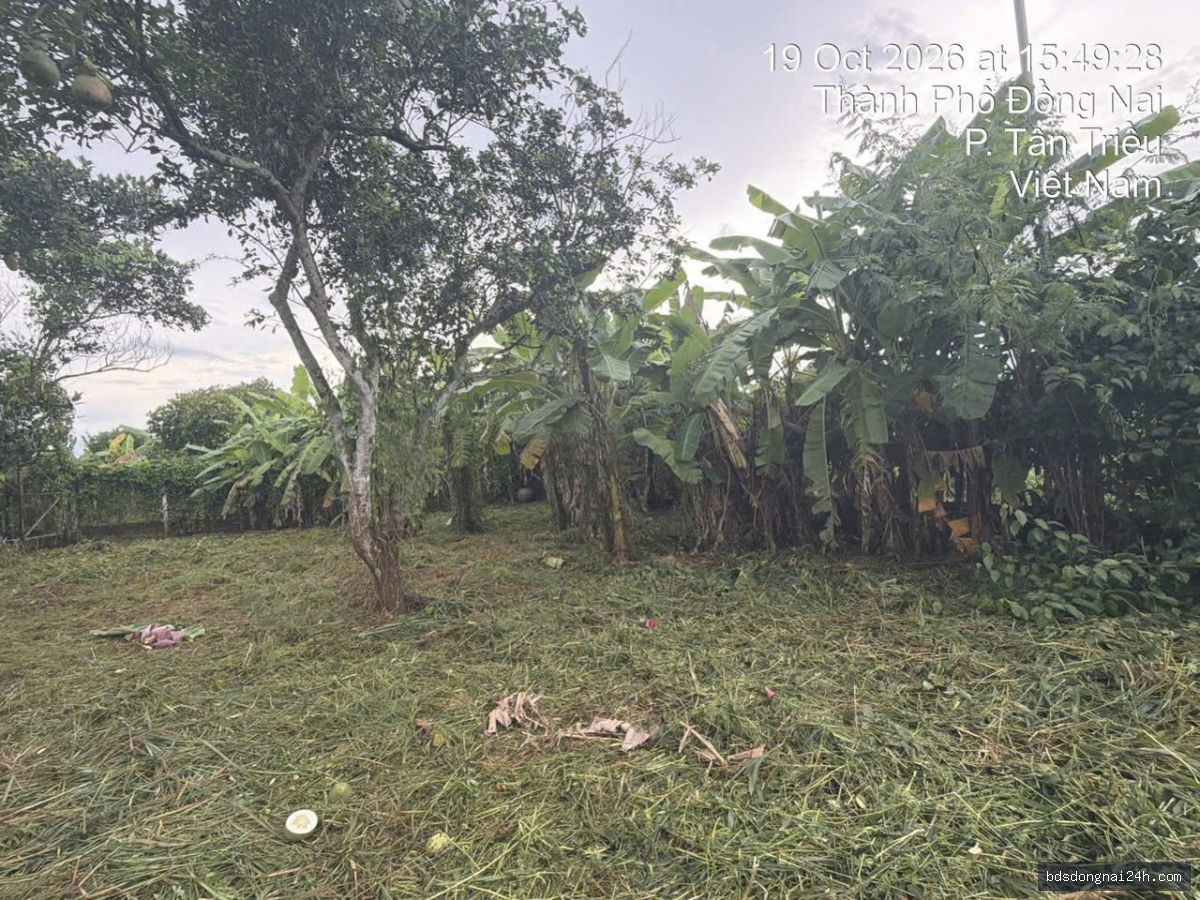 Bán bất động sản tại Tân Triều (1000m2) - Hình ảnh 3