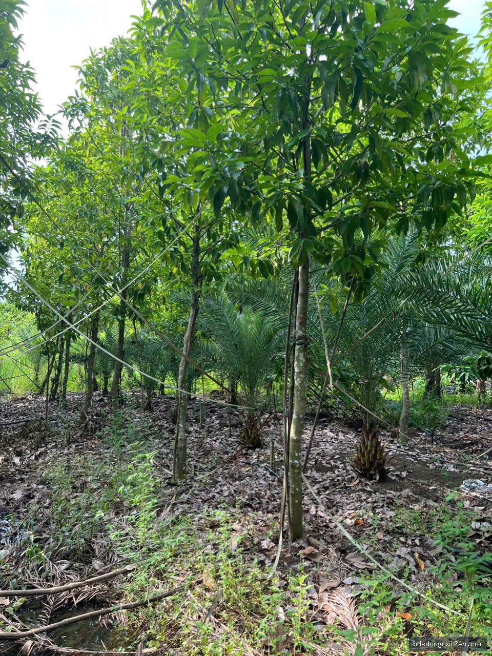 Bán bất động sản tại Long Thành (11.000m2) - Hình ảnh 8