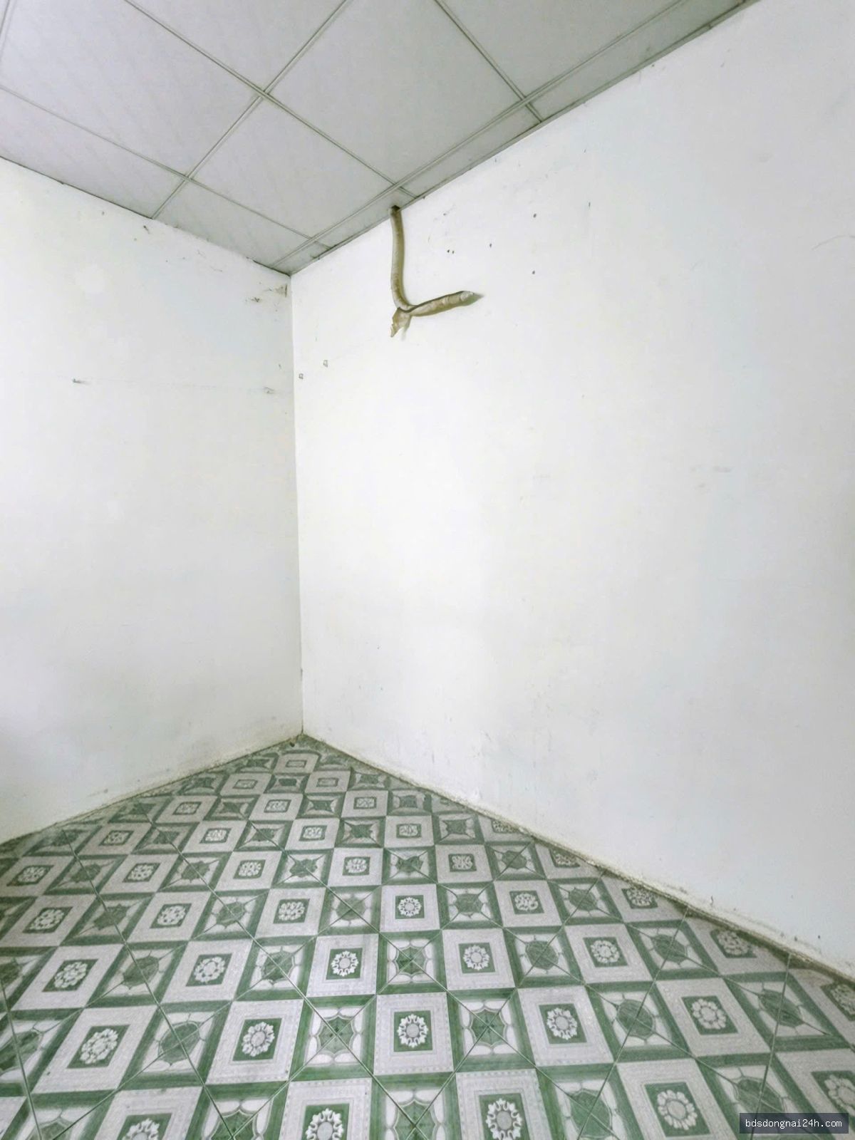 Cho thuê nhà cấp 4 sân ô tô tại Trảng Dài, Biên Hòa (67.2m²) - Hình ảnh 5
