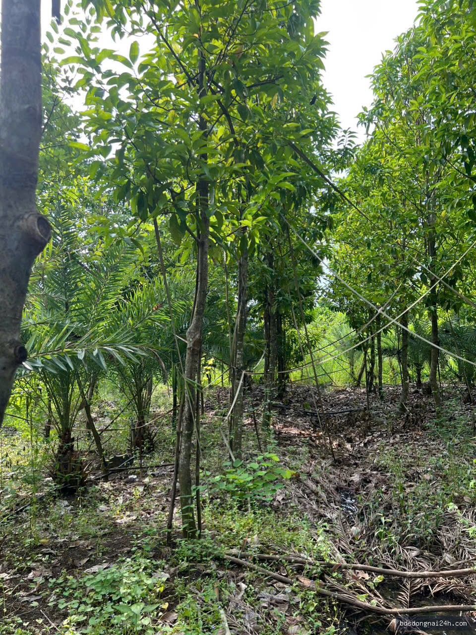 Bán bất động sản tại Long Thành (11.000m2) - Hình ảnh 4