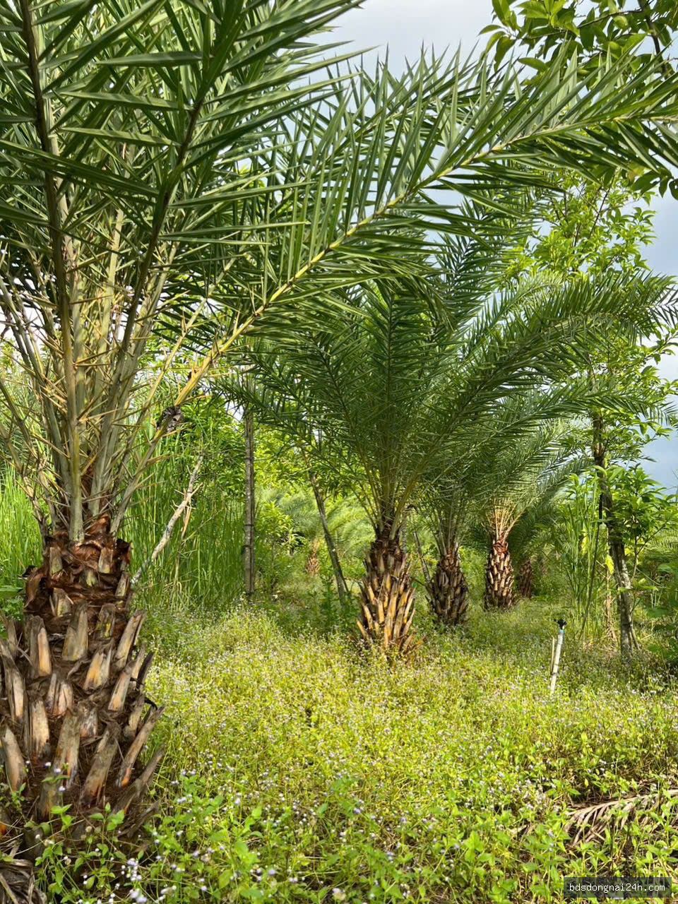 Bán bất động sản tại Long Thành (11.000m2) - Hình ảnh 6