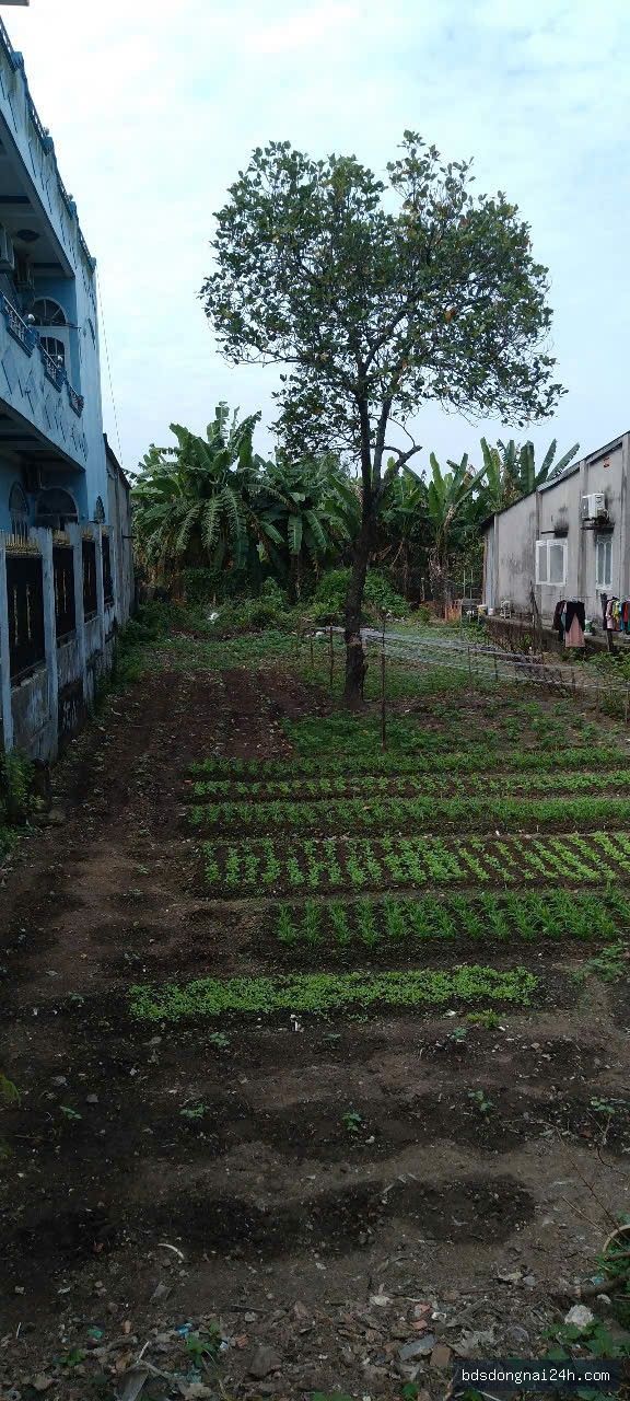 Bán đất nền (450m²) - Hình ảnh 3