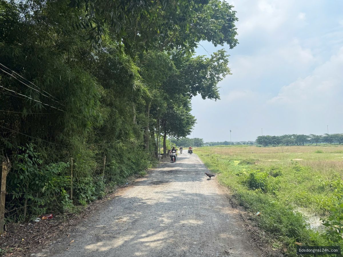 Bán biệt thự - Hình ảnh 4